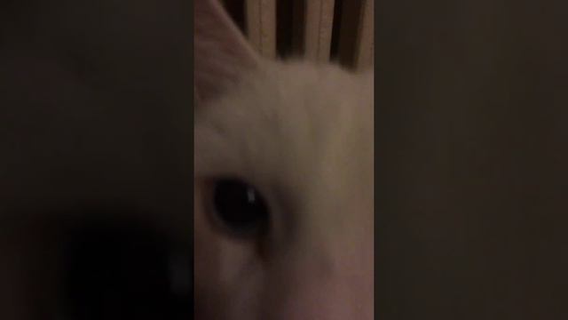 Слепой и глухой котэ смотреть онлайн