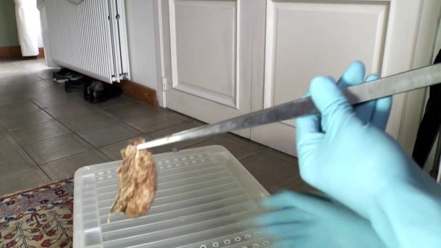 Another Theraphosa eggsac смотреть онлайн