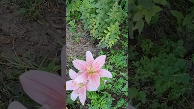 Розовая лилия, розовые лилии, цветок,  красивые цветы