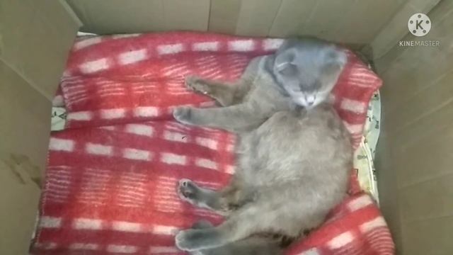 Роды кошки/У нас прибавление смотреть онлайн