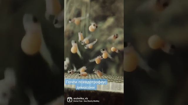 почти рыбка? псевдотрофеус демасони ? смотреть онлайн