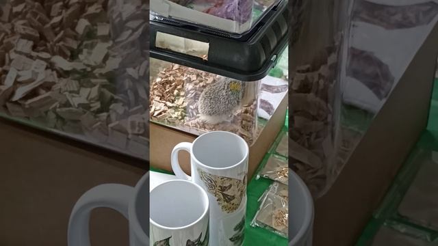 Ушастый ёжик на 2-й Благотворительной Ярмарке-лекторий "Вернуться к природе" в Кусково. смотреть онлайн