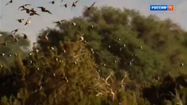 Животные защищаются! Костюм имеет значение 2020 Иво Филач смотреть онлайн