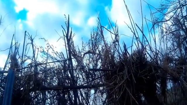 Охота на гуся в Беларуси. Евгений Голубев.