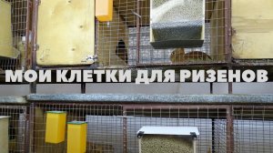 Размеры и конструкция клеток для ризенов