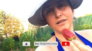 Урожайность  КУПЧИХИ - 1 год - ПЕВЫЙ СБОР самой вкусной КЛУБНИКИ.