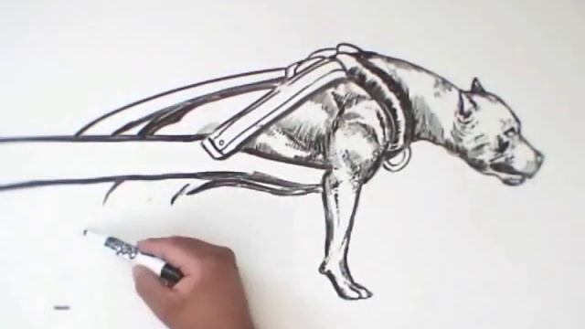 Freestyle Art : American Pit Bull Terrier V смотреть онлайн
