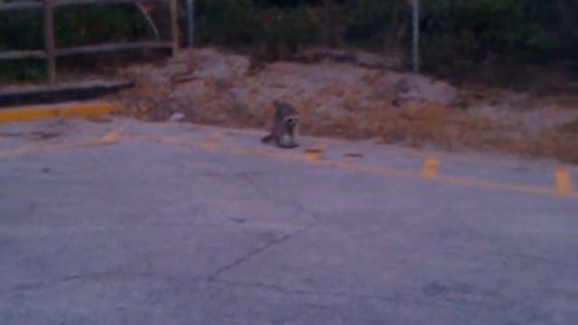 Hungry raccoon. смотреть онлайн