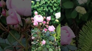 Geoff Hamilton rose by David Austin. Роза Джефф Гамильтон, селекция Дэвида Остина