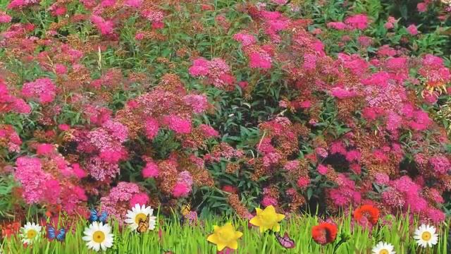 Спирея японская Энтони Ватерер ? Обзор: посадка и уход. саженцы спиреи: описание и особенности