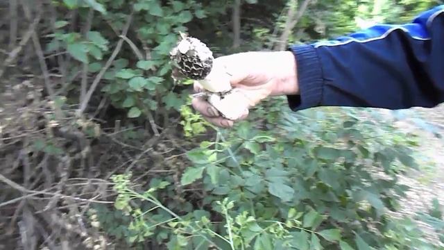 ГРИБ (МУЖСКОЕ ДОСТОИНСТВО) Фаллюс нескромный MUSHROOM (manhood) Fallyus indiscreet смотреть онлайн