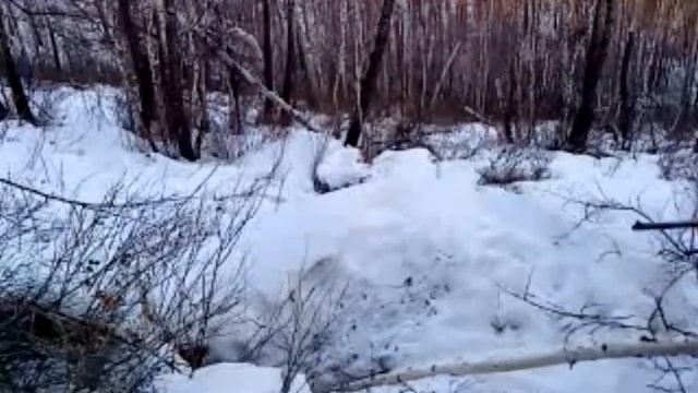 Животный мир Талакана 2010 (видео).wmv смотреть онлайн