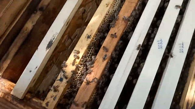 Ограничиваем червление матки, расширяем соты смотреть онлайн