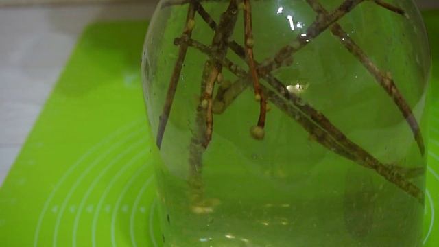 Кулинарные Мастер-Классы