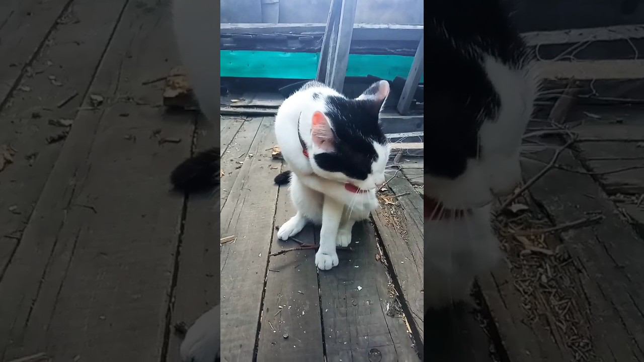 Мама поиграй со мной!⬛ #питомцы #cat #милота #кот #кошка #дача #лето2023 #игра смотреть онлайн