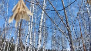 чудесная прогулка в мартовском лесу