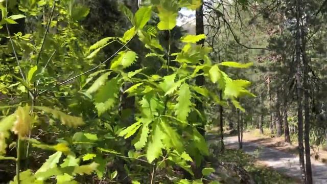 Шелест листьев в лесу. Ветер покачивает деревья. Альпийские луга и хвойные деревья. Трекинг в горах смотреть онлайн