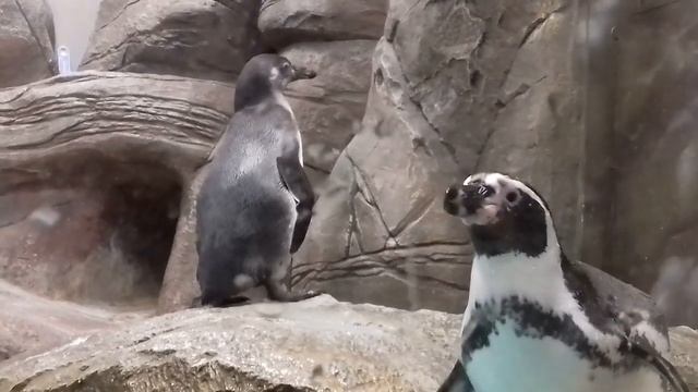 Первый пингвинёнок, рождённый в Новосибирском зоопарке.. смотреть онлайн