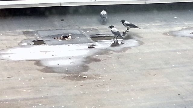 Ворона размачивает кость в воде смотреть онлайн