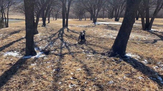 How Do Australian Shepherds Choose a Master? смотреть онлайн