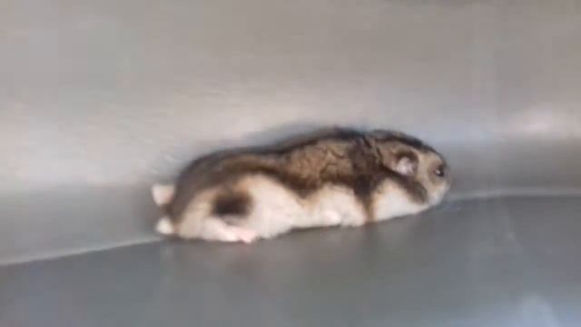 Хомяк, Джунгарик любит поспать в необычном месте. Рекомендую! смотреть онлайн