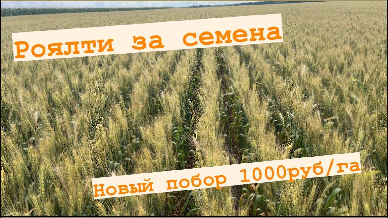 Роялти за семена со всех до 1000 руб/га смотреть онлайн