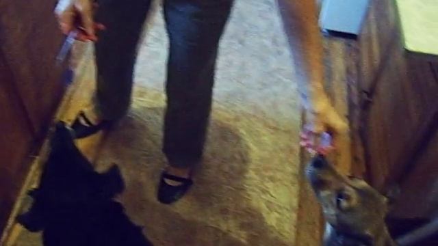 Приготовление еды - собаки помогают... смотреть онлайн