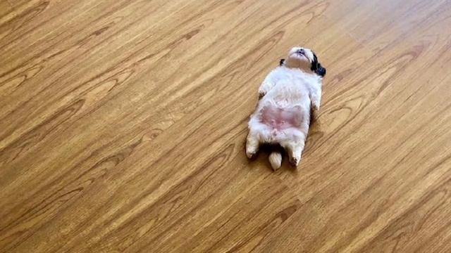 10 Things Only Shih Tzu Dog Owners Understand смотреть онлайн