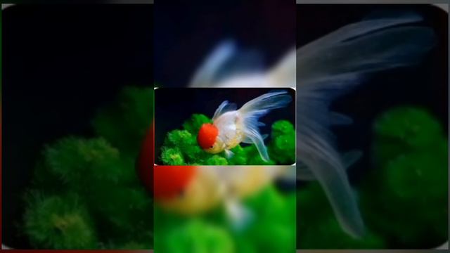 Goldfish the most famous aquarium fish #4 смотреть онлайн