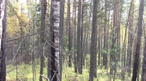 Марал на манок.