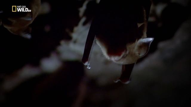 Природа Индокитая: Дикий Вьетнам / Wild Vietnam смотреть онлайн