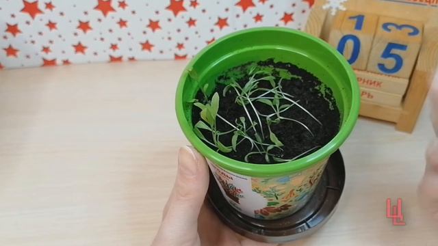 вырасти дерево ягоды годжи обзор, посадка, пикировка, отзыв смотреть онлайн