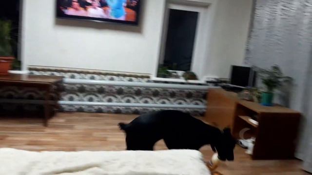 Доберман Тэсс смотреть онлайн