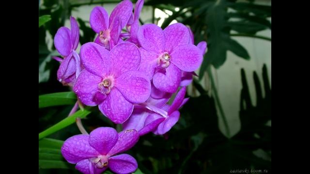 ГАЛАКТИЧЕСКАЯ ПОМОЩЬ. Окно в НОВЫЙ МИР 2023 Отец Абсолют, приняла Марта, МД смотреть онлайн