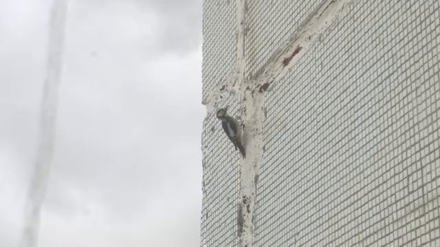 Техническое обследование ЗиС ГРЭС-2 к осенне-зимнему сезону смотреть онлайн