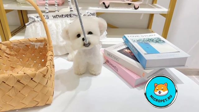 Корейские Микро Щенки в России на Www.micropet.ru