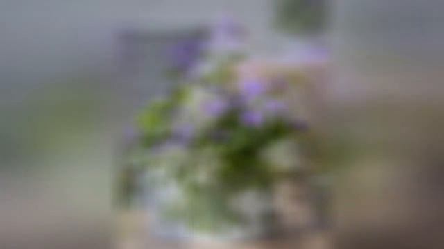 БРОВАЛЛИЯ (BROWALLIA) смотреть онлайн