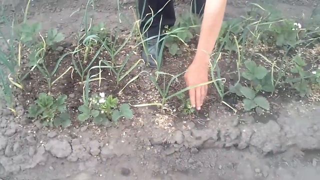 вырастить клубнику - легко смотреть онлайн