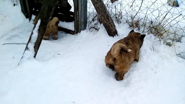 Знакомимся , Американская Акита. Резерв. смотреть онлайн