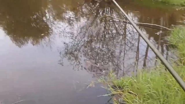 Живец на паук