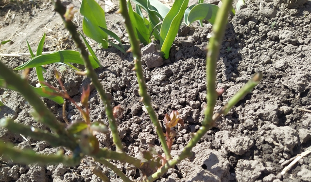 Обзор роз после зимы. смотреть онлайн