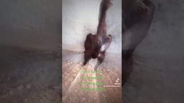 Birds of pet mart смотреть онлайн