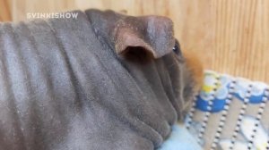 ЗВУКИ МОРСКИХ СВИНОК. Что Они Означают? SvinkiShow