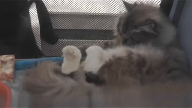 кот баюн.mp4 смотреть онлайн