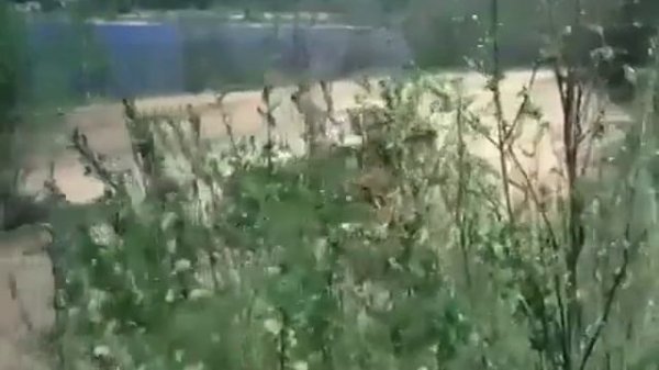 Песня из к/ф калина красная-я по прежнему такойже нежный