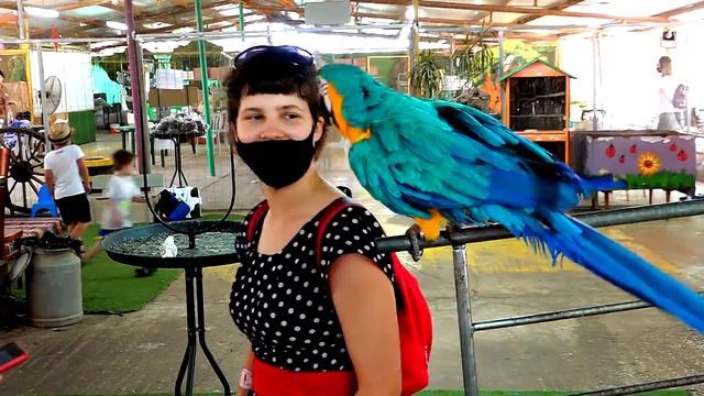 ישראל בעלי חיים חוות התוכים Израиль животные фабрика попугаев Israel animals parrot factory смотреть онлайн