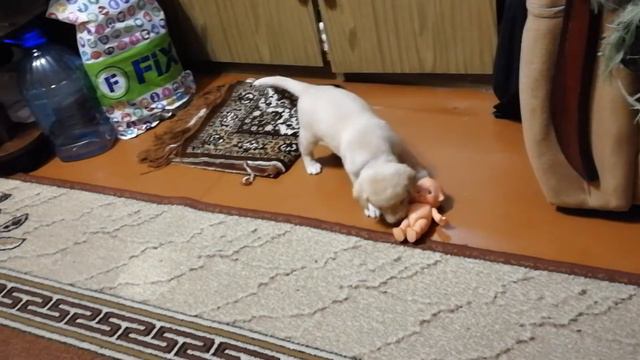 Два пупса смотреть онлайн