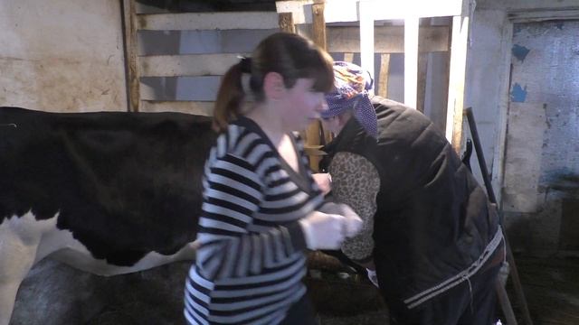 Это нужно и важно! Весенняя обработка коров от паразитов. Ставим уколы Эпримек. смотреть онлайн