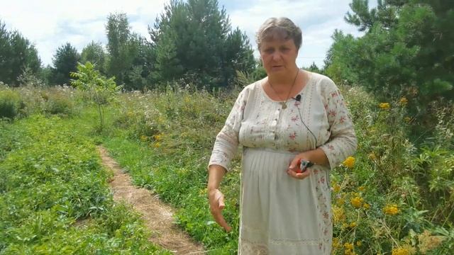 Выращиваем арбузы на целине Без перекопки и коробов / Ирина Ханина смотреть онлайн