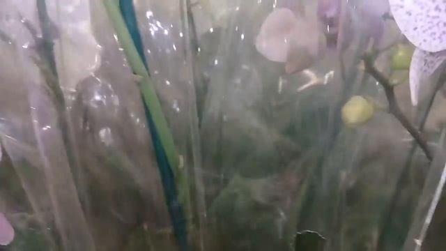 12.05.2019 Леруа -орхидеи с названиями смотреть онлайн